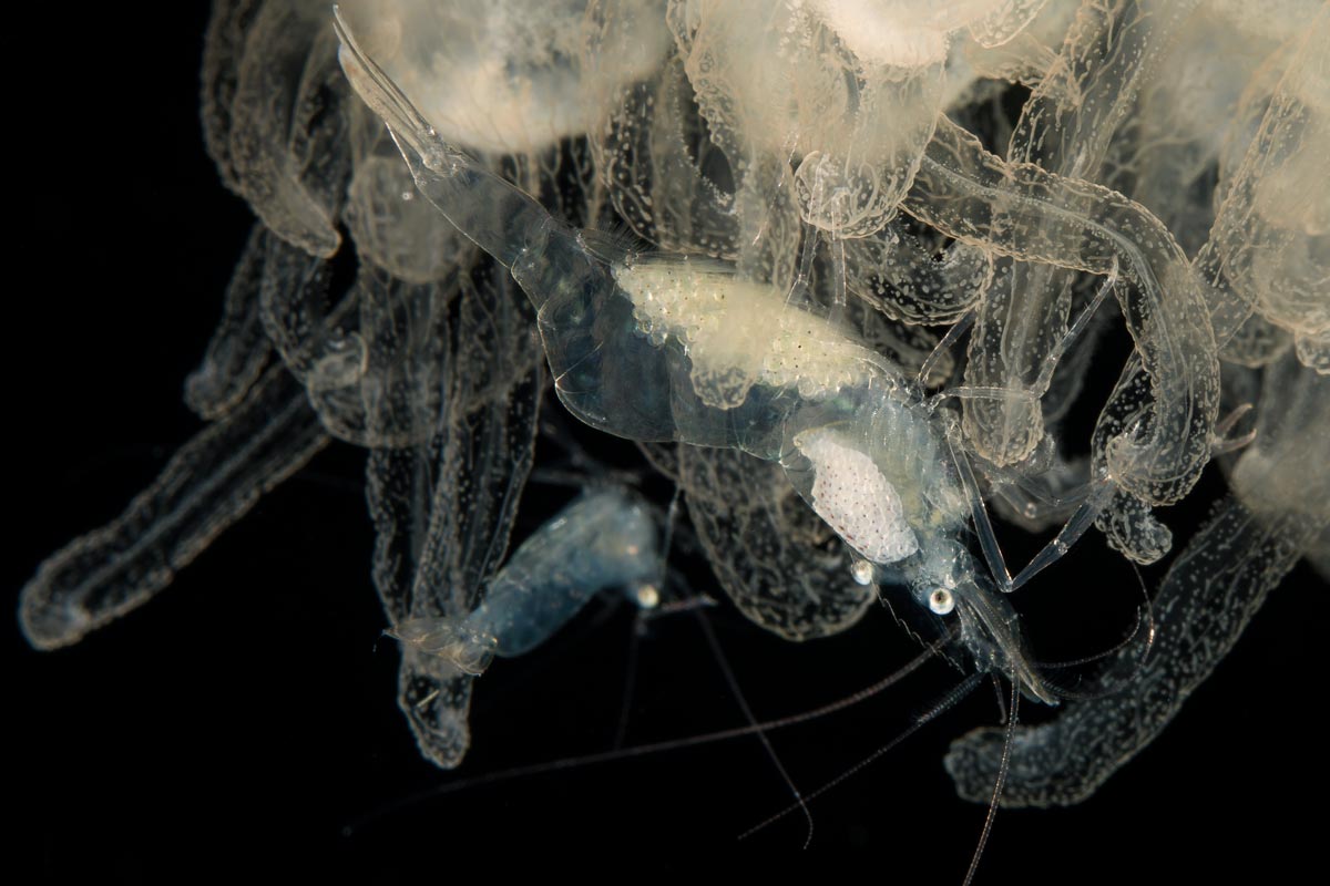 Shrimp <i>Periclimenes paivai</i> on the jellyfish <i>Lychnorhiza lucerna</i>