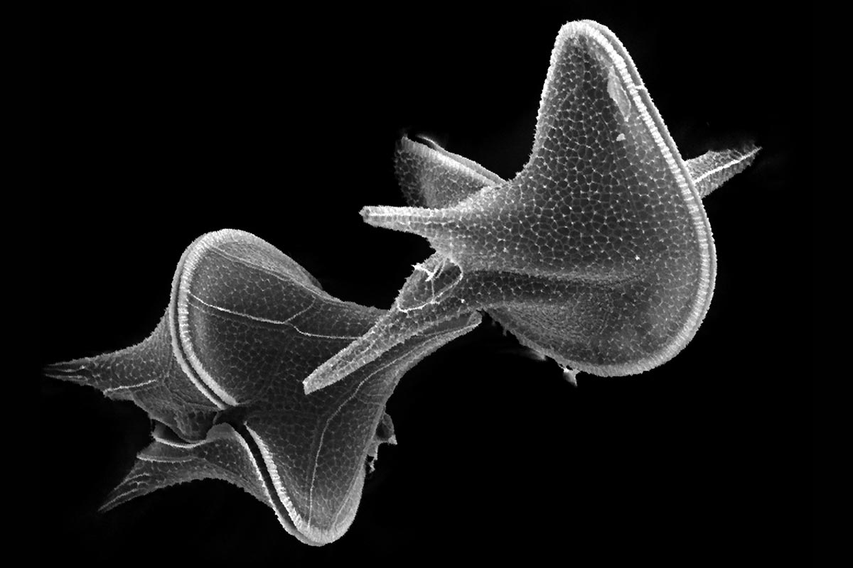 Marine dinoflagellates