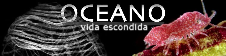 Oceano: vida escondida