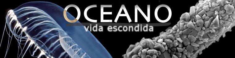 Oceano: vida escondida